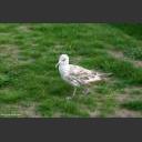 web_CRW_2170